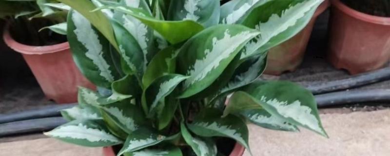 大叶万年青有没有毒，是有一定毒性的