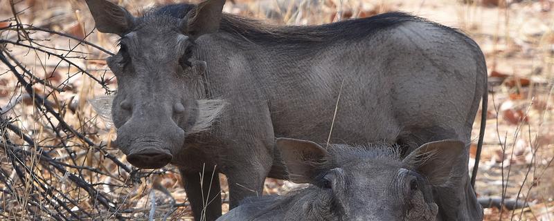 野猪的生活环境，常见于森林、草地、山地等地方