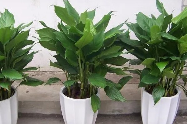 大叶万年青有没有毒，是有一定毒性的