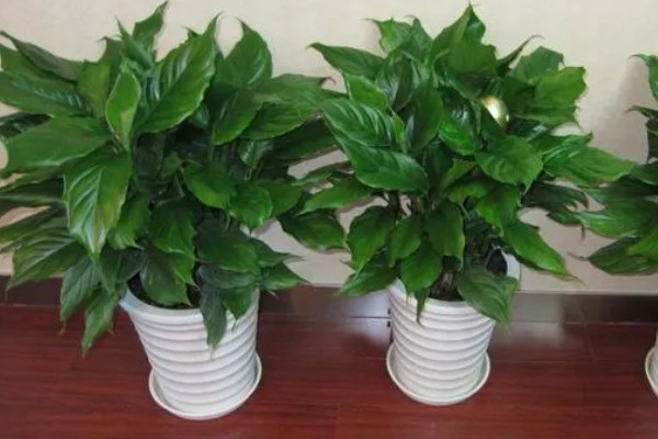 大叶万年青有没有毒，是有一定毒性的