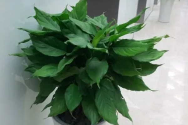 大叶万年青有没有毒，是有一定毒性的