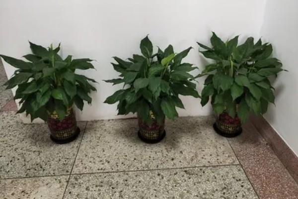 大叶万年青有没有毒，是有一定毒性的