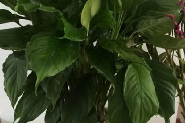 大叶万年青有没有毒，是有一定毒性的