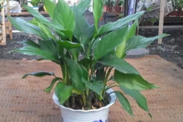 大叶万年青有没有毒，是有一定毒性的