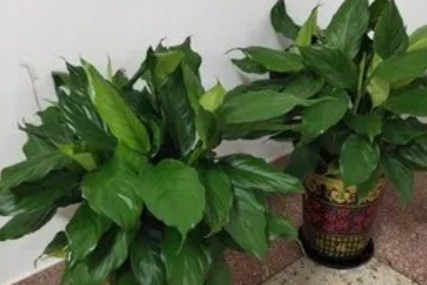 大叶万年青有没有毒，是有一定毒性的