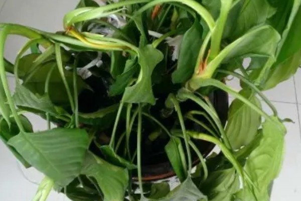 大叶万年青有没有毒，是有一定毒性的