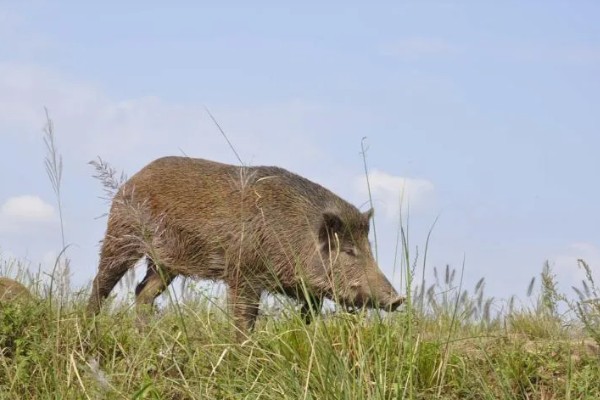 野猪的生活环境，常见于森林、草地、山地等地方