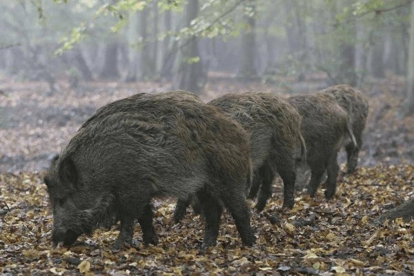 野猪的生活环境，常见于森林、草地、山地等地方