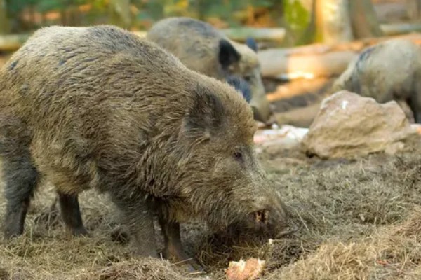 野猪的生活环境，常见于森林、草地、山地等地方