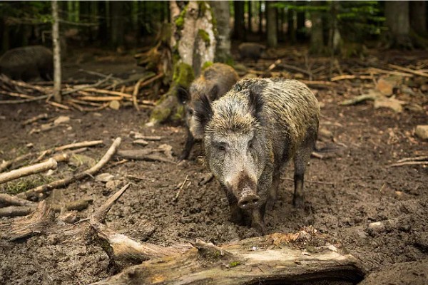 野猪的生活环境，常见于森林、草地、山地等地方