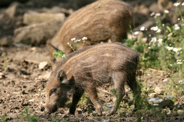 野猪的生活环境，常见于森林、草地、山地等地方