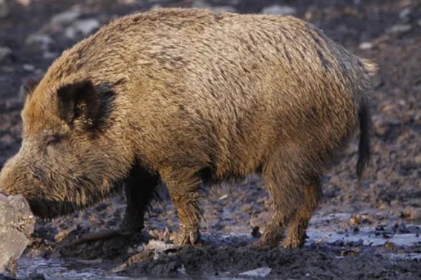 野猪的生活环境，常见于森林、草地、山地等地方
