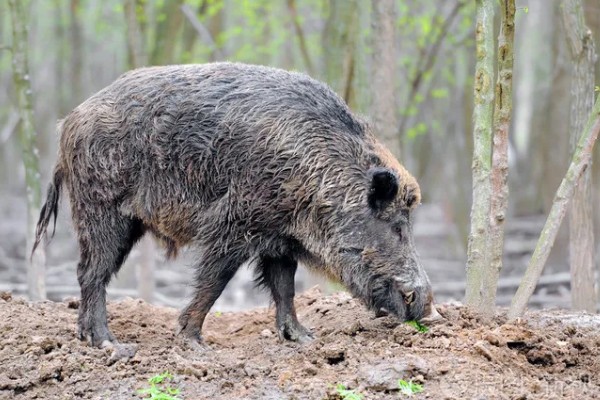 野猪的生活环境，常见于森林、草地、山地等地方