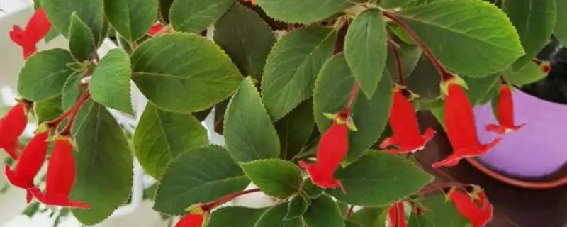 毛灯笼花如何修剪,苗生长到10cm左右时进行