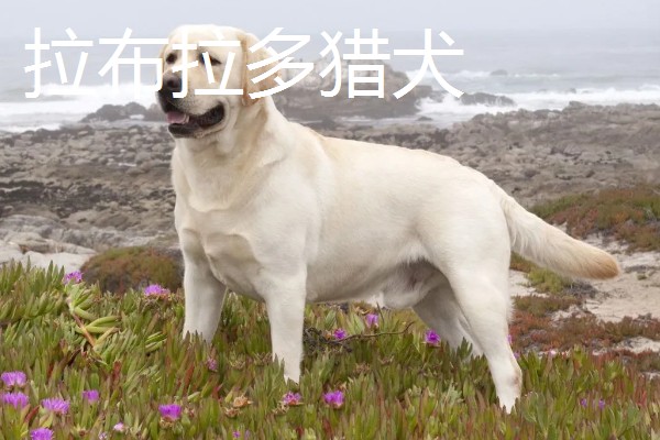 狗狗智商从高到低排名，边境牧羊犬排名第一