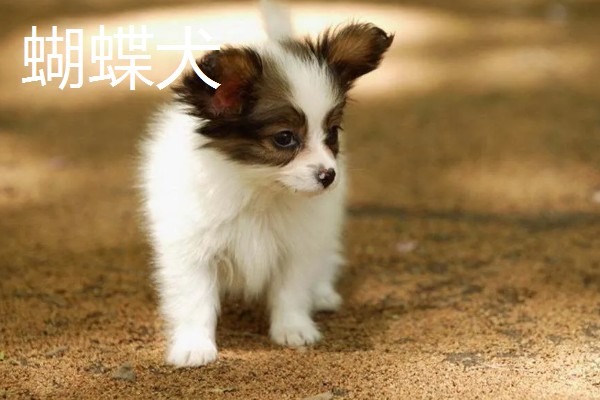 狗狗智商从高到低排名，边境牧羊犬排名第一