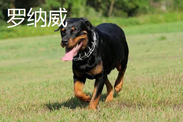 狗狗智商从高到低排名，边境牧羊犬排名第一