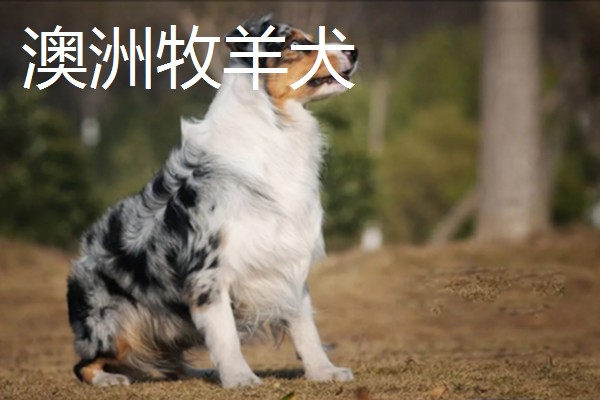 狗狗智商从高到低排名，边境牧羊犬排名第一