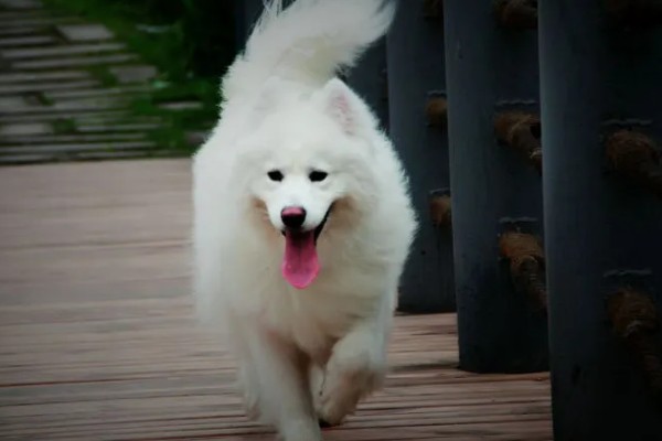 狗狗智商从高到低排名，边境牧羊犬排名第一