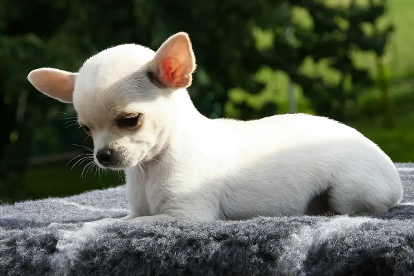 狗狗智商从高到低排名，边境牧羊犬排名第一