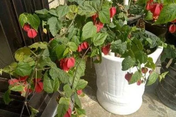 毛灯笼花如何修剪，苗生长到10cm左右时进行