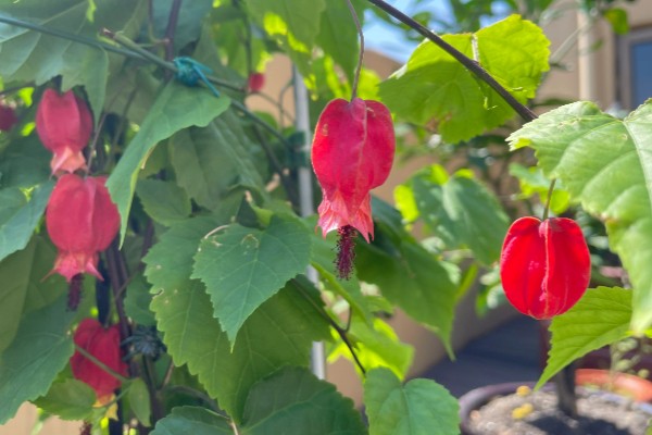 毛灯笼花如何修剪，苗生长到10cm左右时进行