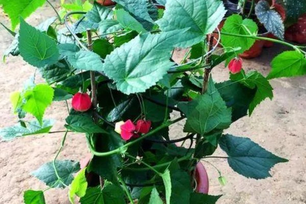 毛灯笼花如何修剪，苗生长到10cm左右时进行