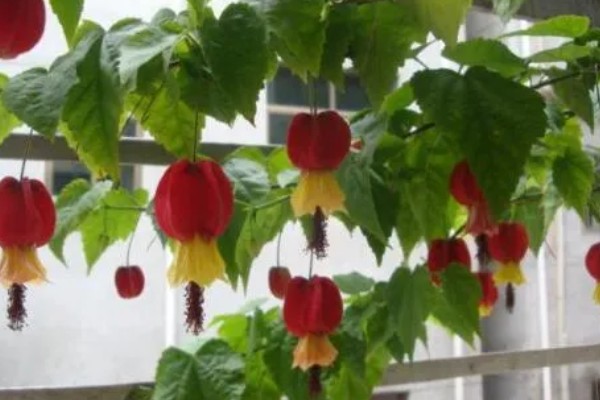 毛灯笼花如何修剪，苗生长到10cm左右时进行