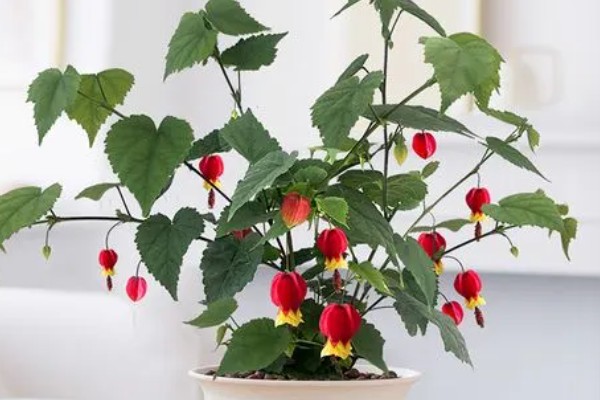 毛灯笼花如何修剪，苗生长到10cm左右时进行