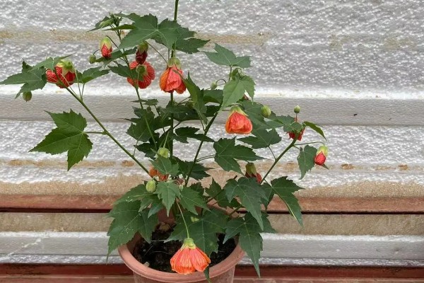 毛灯笼花如何修剪，苗生长到10cm左右时进行