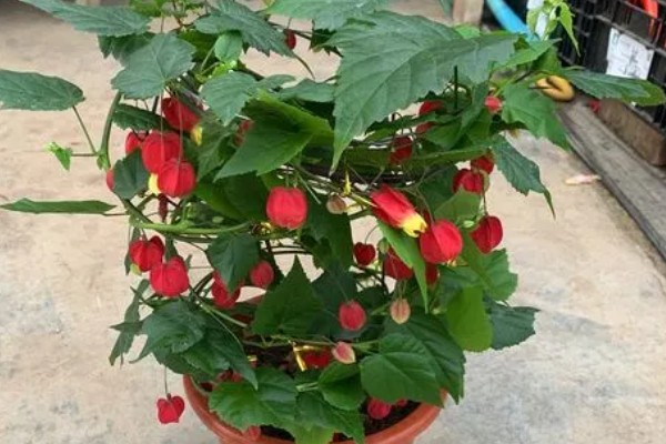 毛灯笼花如何修剪，苗生长到10cm左右时进行