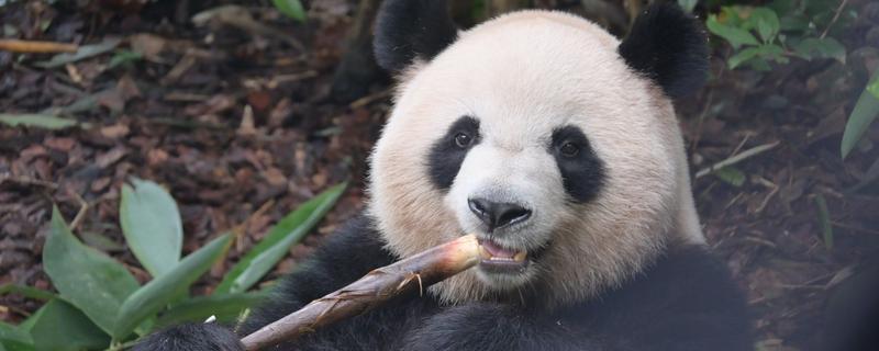 熊猫的特点,善于爬树且嗜好饮水等