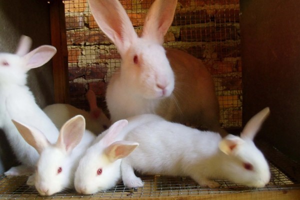 种兔如何挑选,最好是选在春季和秋季挑选