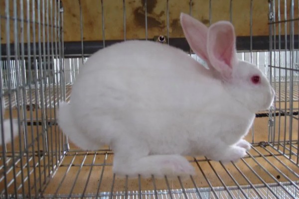 种兔如何挑选,最好是选在春季和秋季挑选