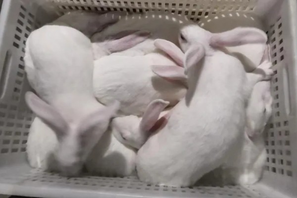 种兔如何挑选,最好是选在春季和秋季挑选