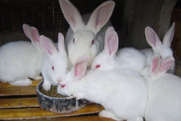 种兔如何挑选,最好是选在春季和秋季挑选