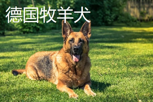 狗狗智商从高到低排名，边境牧羊犬排名第一