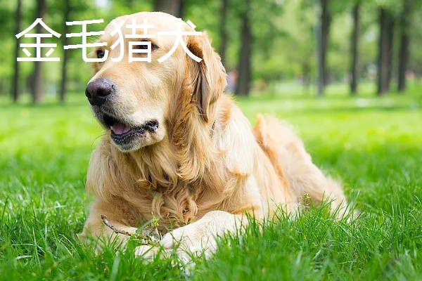 狗狗智商从高到低排名，边境牧羊犬排名第一