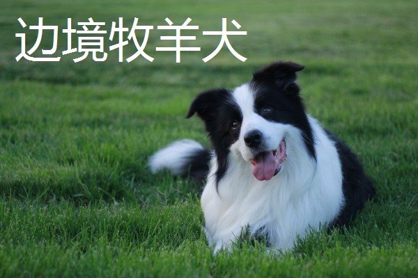狗狗智商从高到低排名，边境牧羊犬排名第一