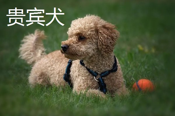 狗狗智商从高到低排名，边境牧羊犬排名第一