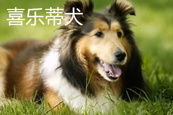 狗狗智商从高到低排名，边境牧羊犬排名第一