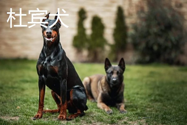 狗狗智商从高到低排名，边境牧羊犬排名第一