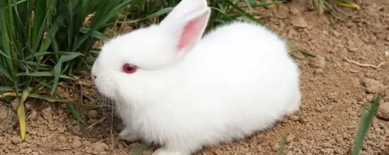 种兔如何挑选，最好是选在春季和秋季挑选