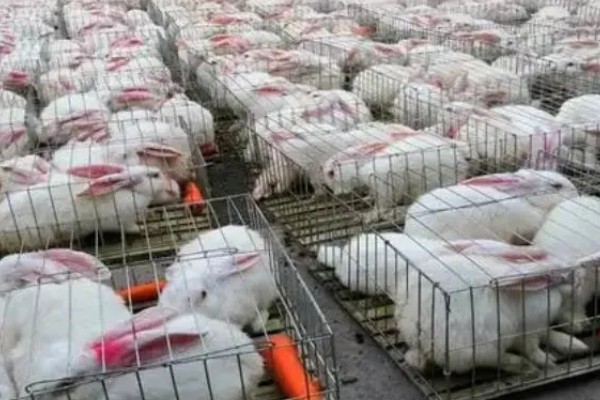 种兔如何挑选,最好是选在春季和秋季挑选