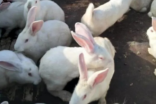 种兔如何挑选,最好是选在春季和秋季挑选