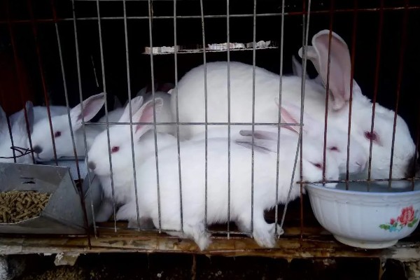 种兔如何挑选,最好是选在春季和秋季挑选