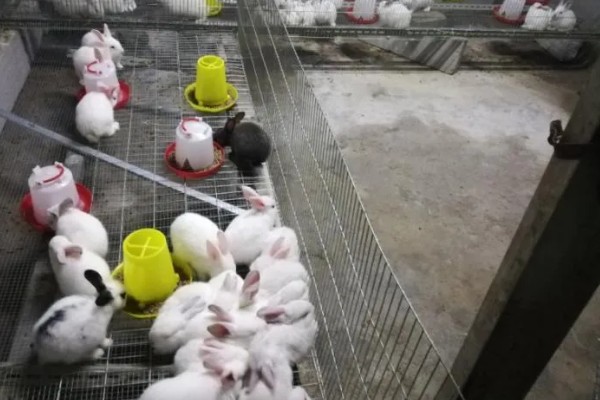 种兔如何挑选,最好是选在春季和秋季挑选