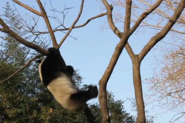 熊猫的特点，善于爬树且嗜好饮水等