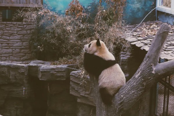 熊猫的特点，善于爬树且嗜好饮水等