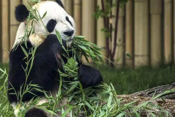 熊猫的特点，善于爬树且嗜好饮水等